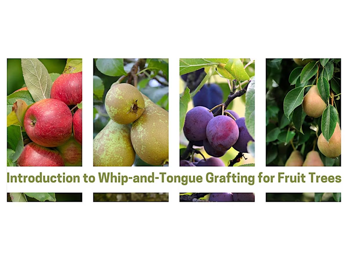 Introduction to Whip-and-Tongue Grafting for Fruit Trees