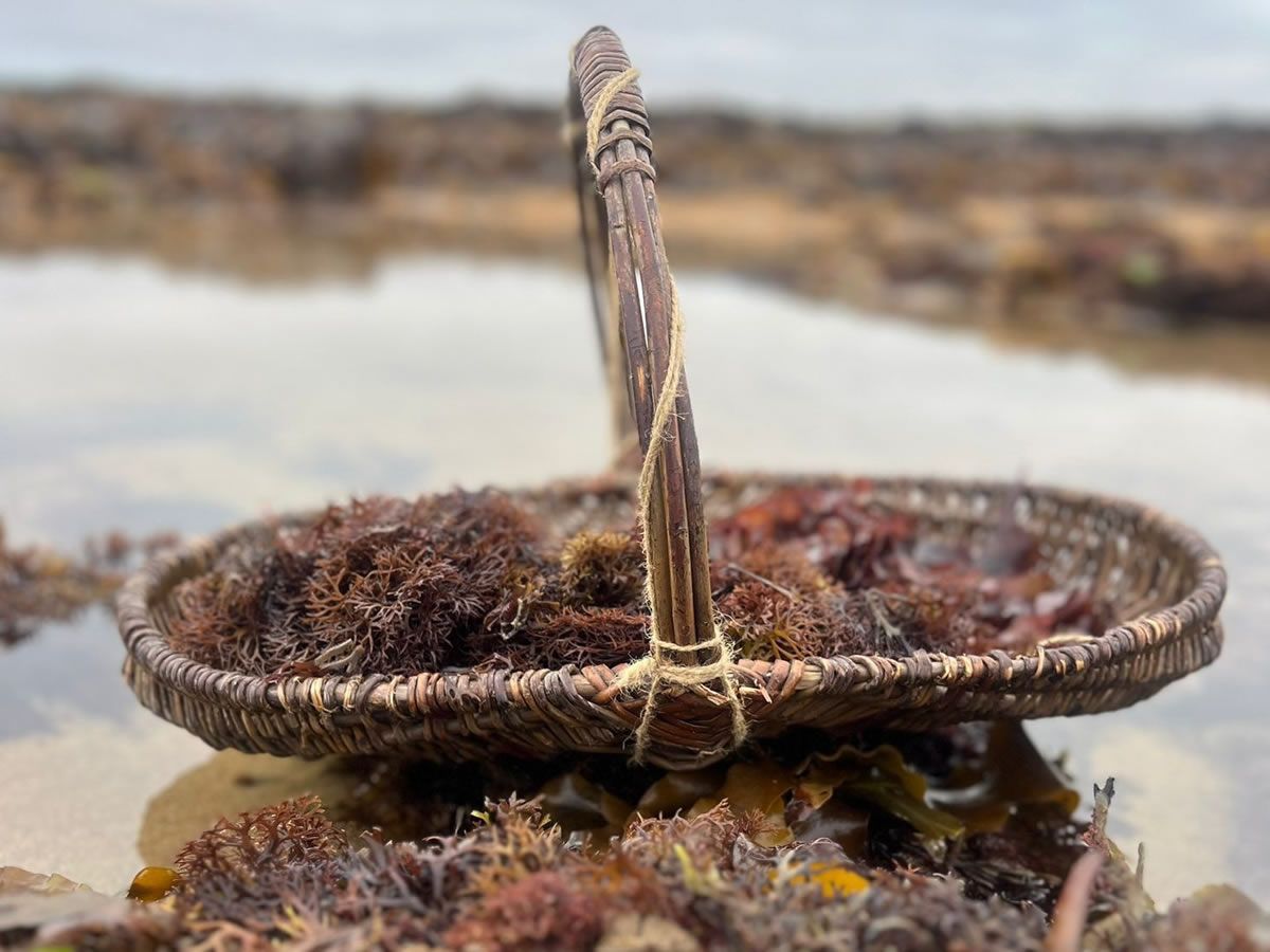 Seaweed Meditation