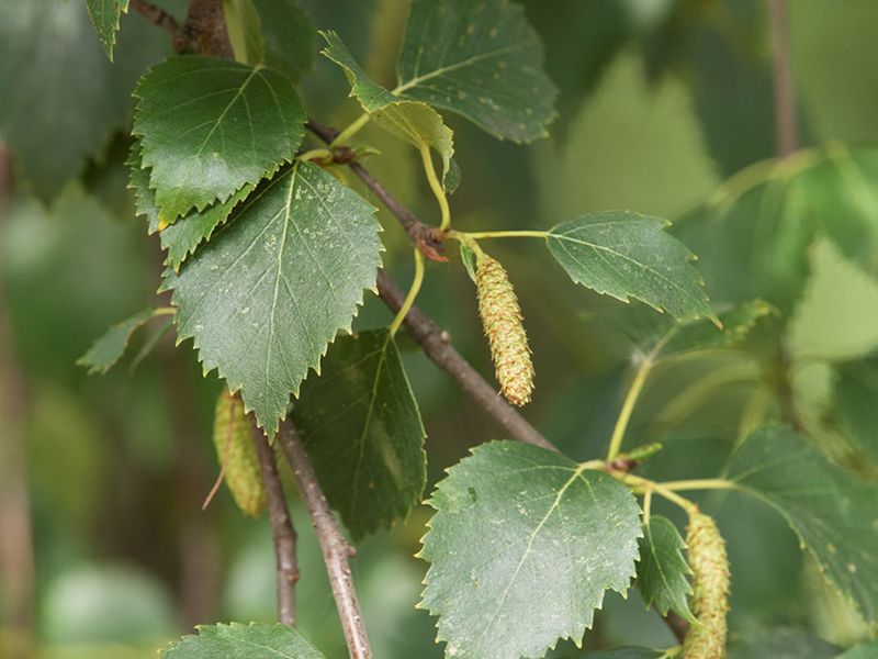 Tree Medicine Across the Seasons - Spring with Birch