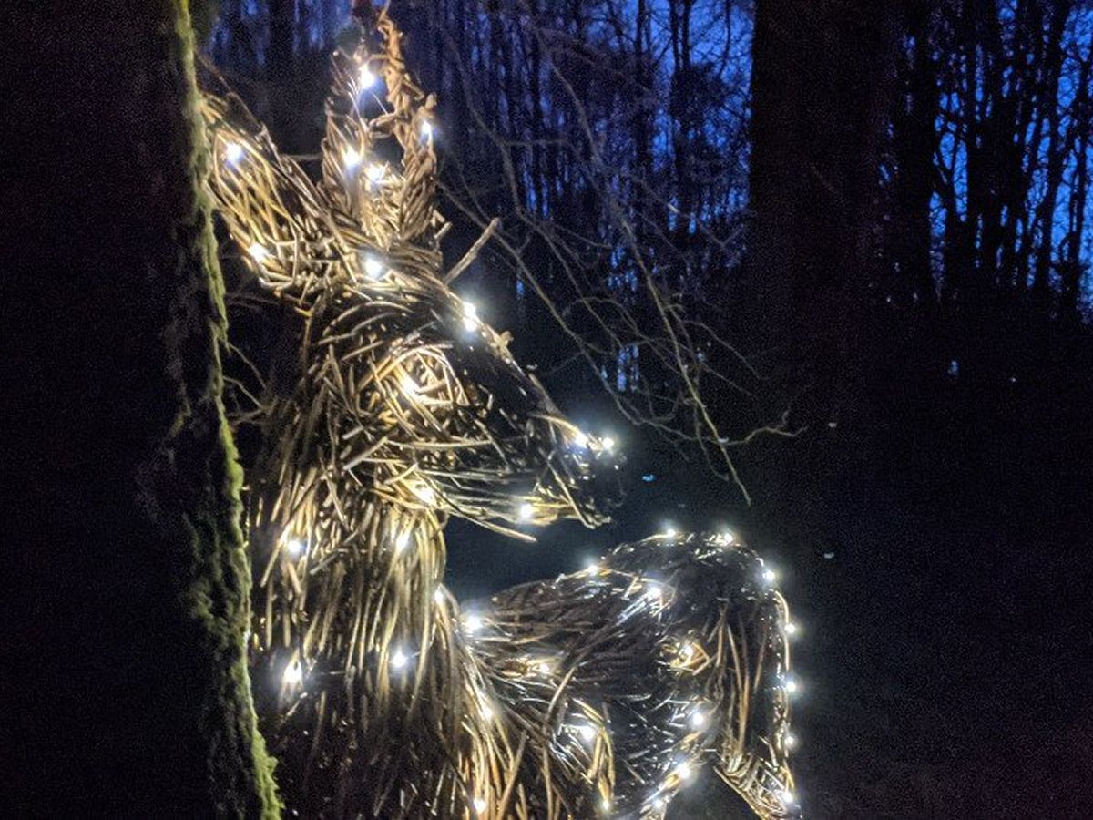 Illuminate RSPB Scotland Loch Lomond