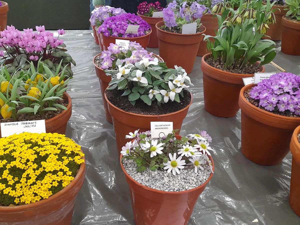 Scottish Rock Garden Club: Spring Flower Show