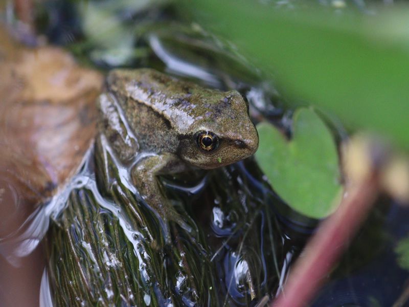 Wildlife in the Garden Day