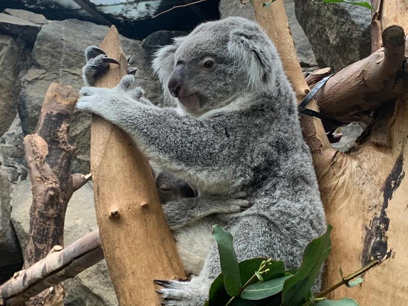 The only koala joey in the Uk is named at Edinburgh Zoo