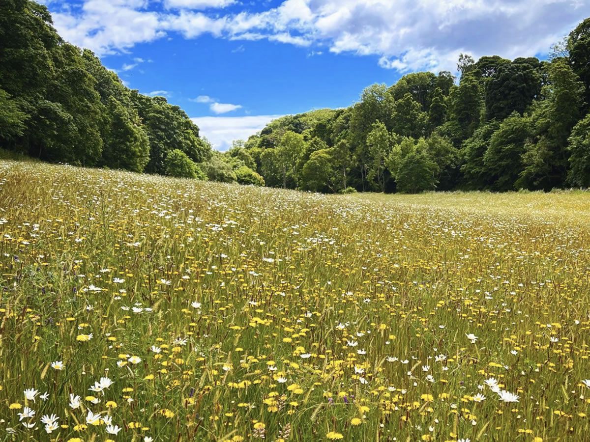 Scotland’s Gardens Scheme Open Garden: Papple Steading