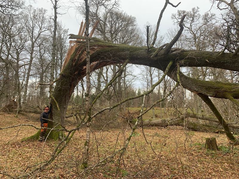 Dedicate a tree to help revitalise Scottish woodlands