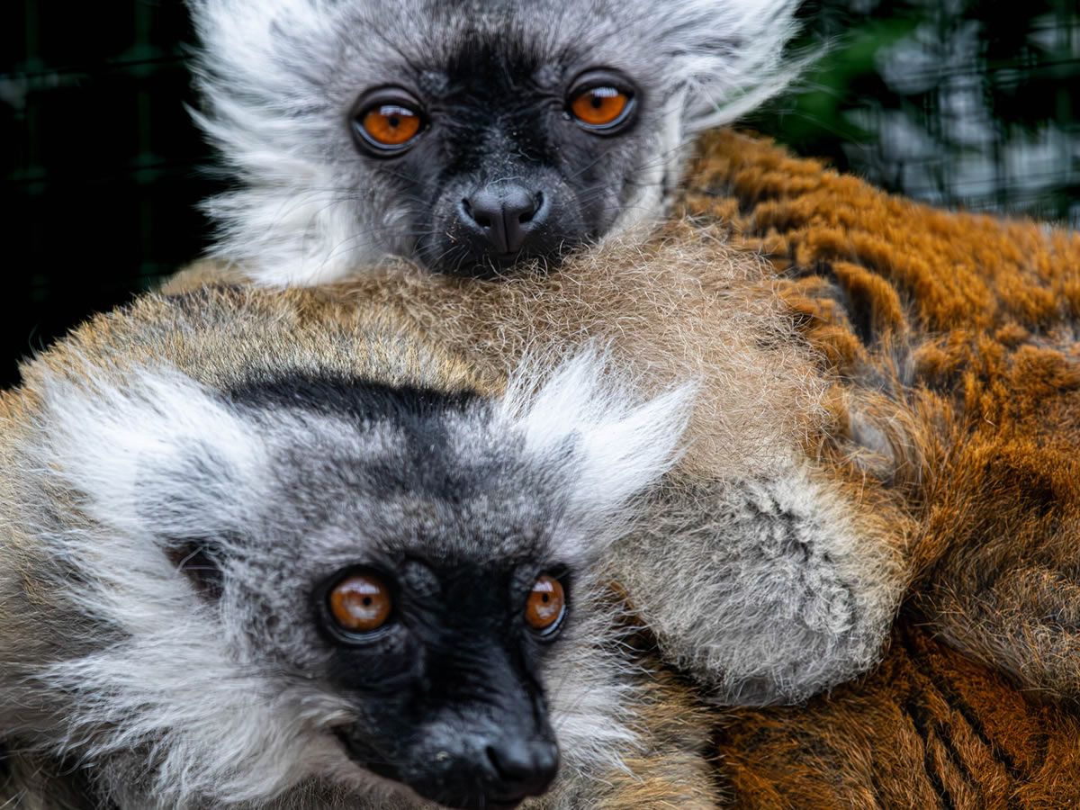 Leap Into World Lemur Day with Five Sisters Zoo