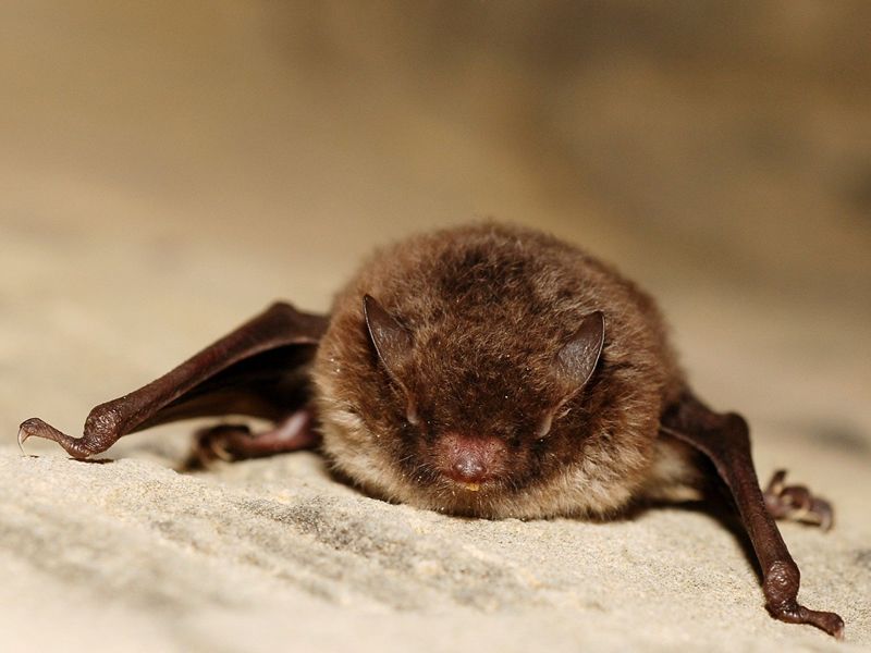 Brilliant Bats at RSPB Lochwinnoch Nature Reserve, Lochwinnoch | What's ...