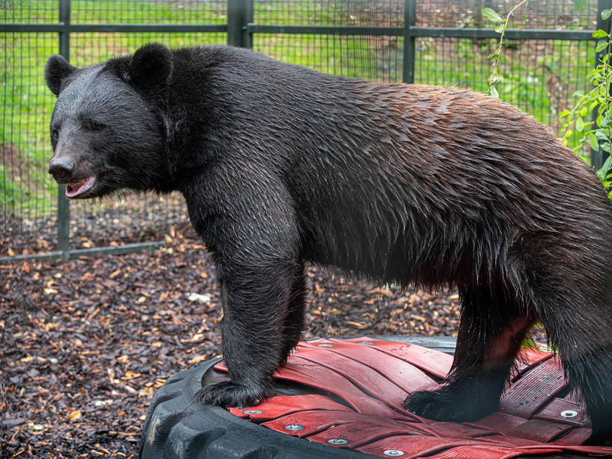 Five Sisters Zoo welcomes New Asiatic Black Bear after heartbreaking loss of Yampil