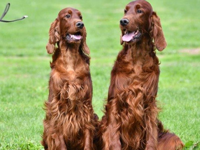 Gundog Breeds Association of Scotland: Championship Dog Show