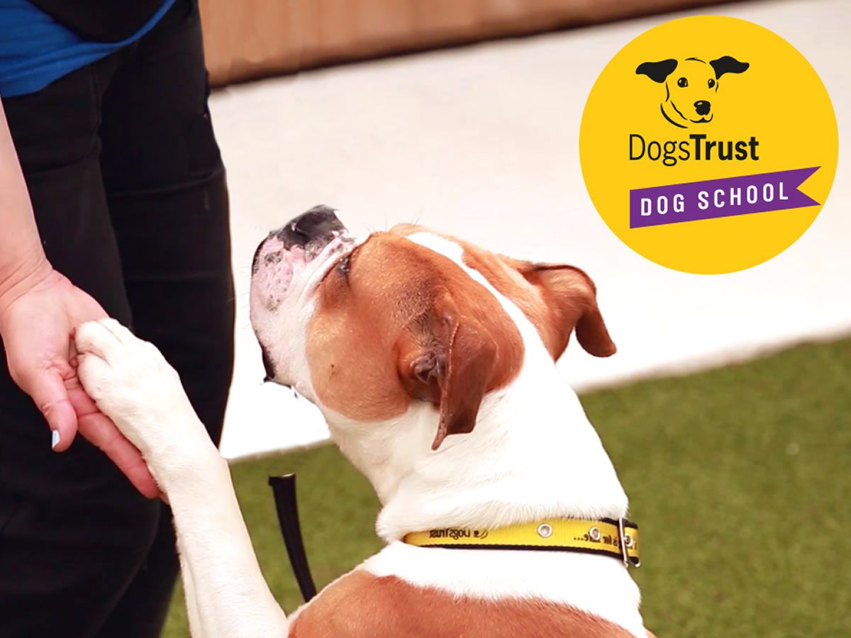 Dogs Trust Dog School Edinburgh