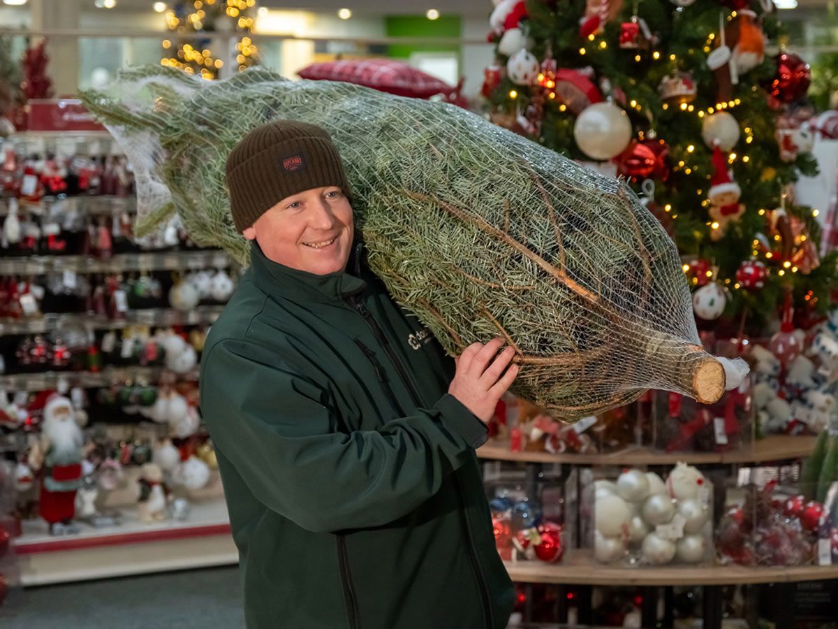 Pick a tree and enjoy an Afternoon Tea at Dobbies Stirling