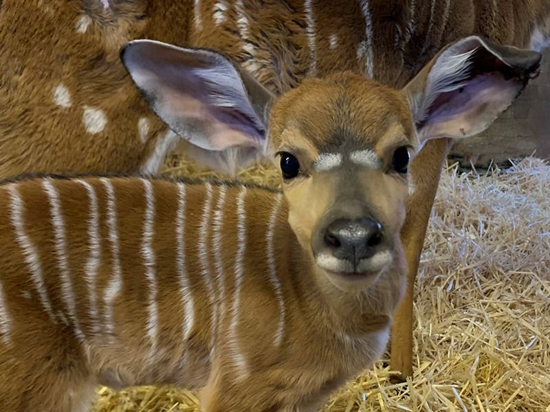 Lowland nyala calf born at Edinburgh Zoo