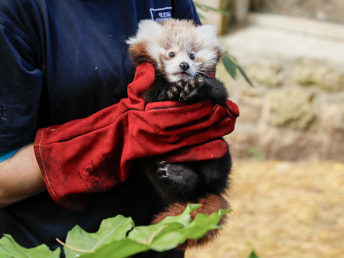 Endangered red panda kit born at Edinburgh Zoo