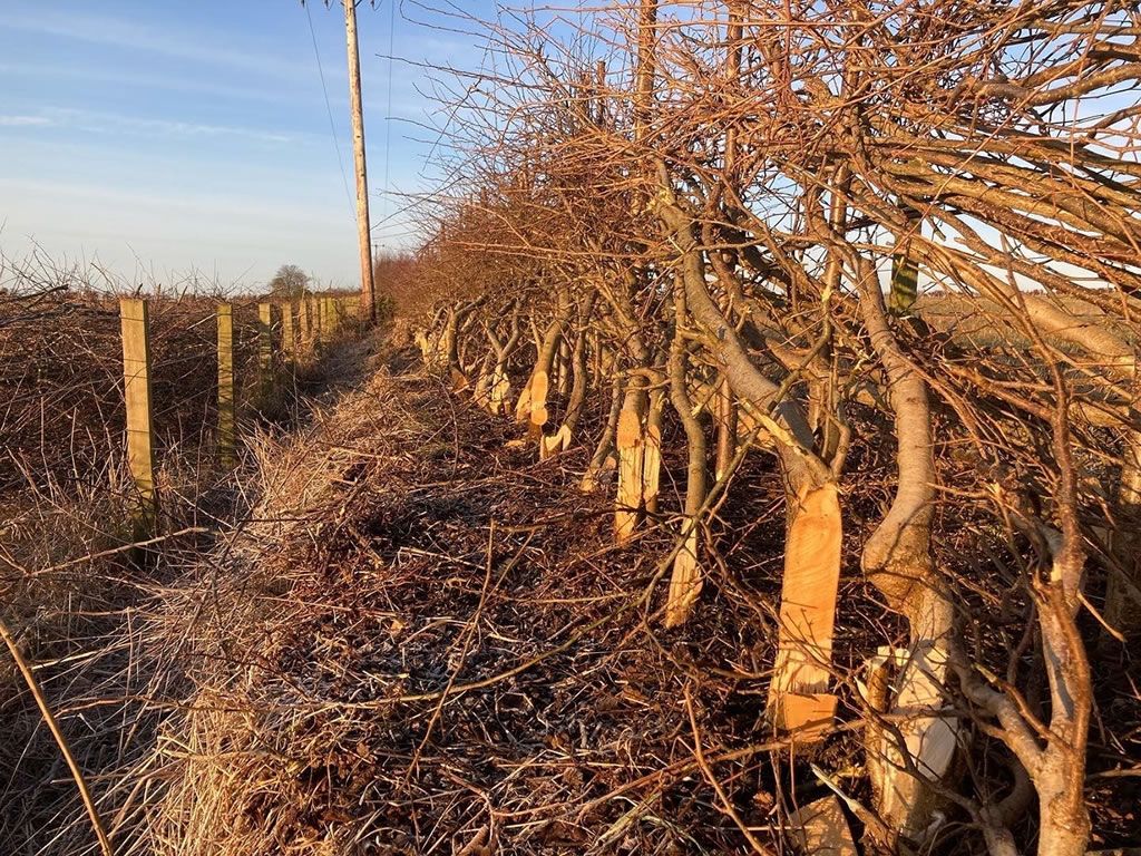 Hedge Laying Course