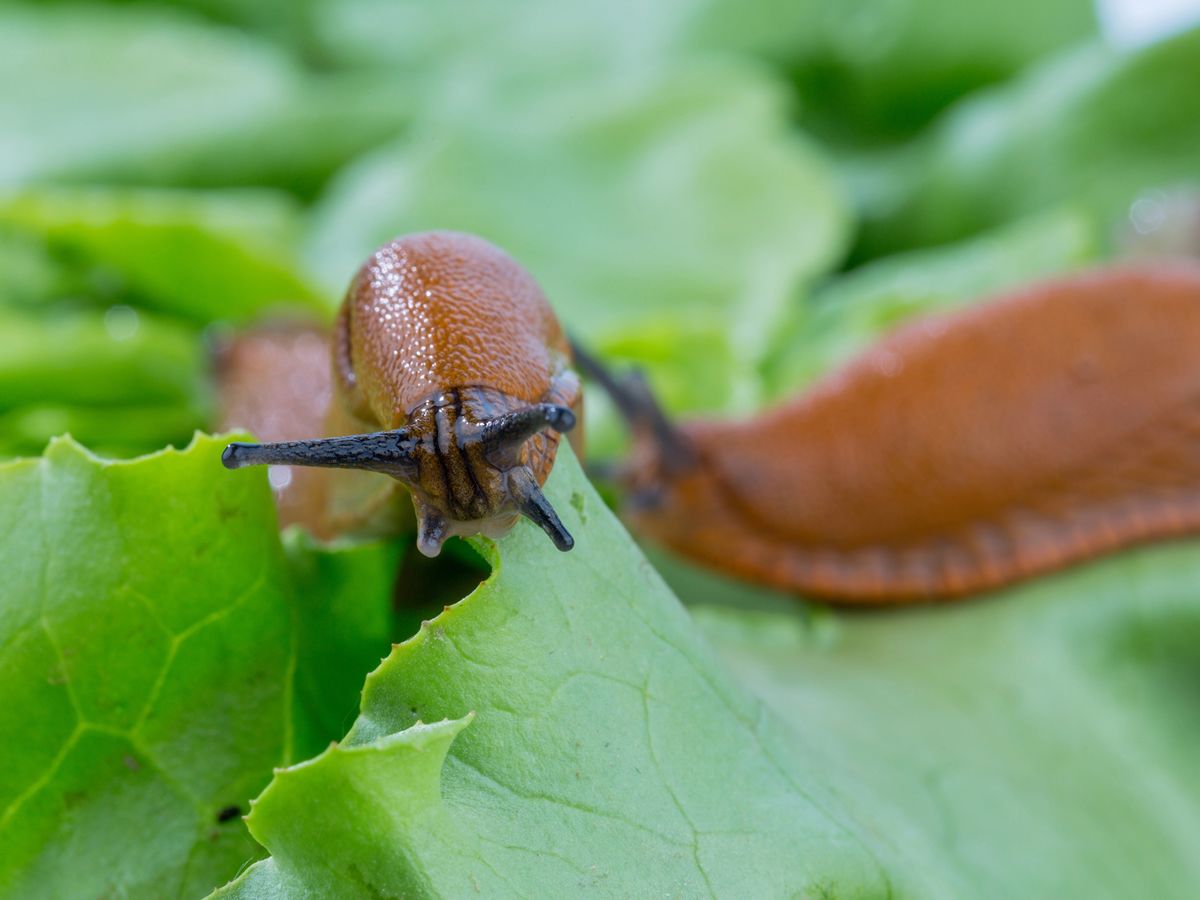 Mearns Horticultural Society Meeting: Controlling Garden Pests